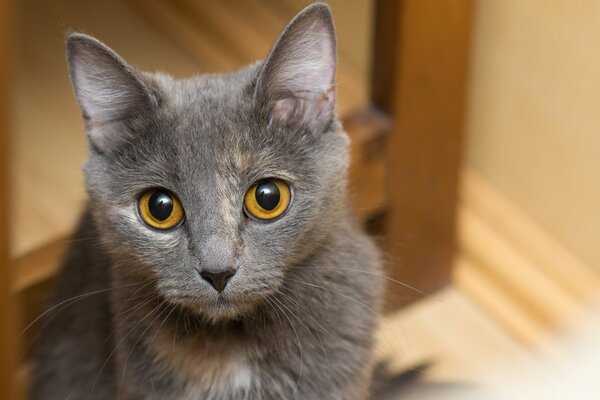 El gato gris Mira de cerca