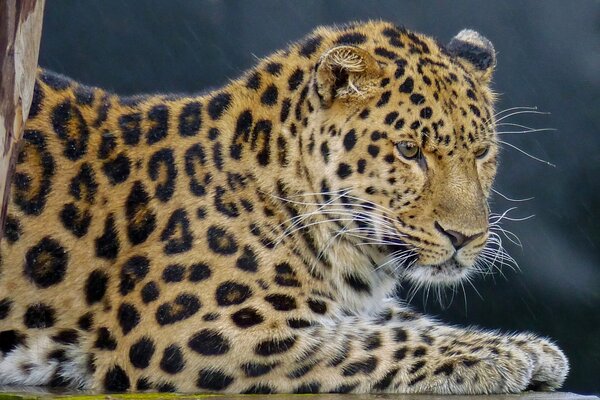 Retrato de un leopardo manchado y formidable