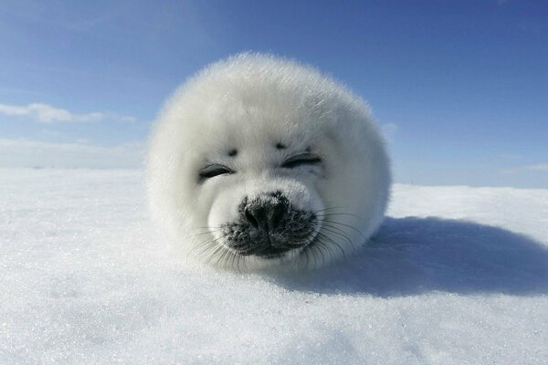 Una foca en la nieve contra un cielo azul