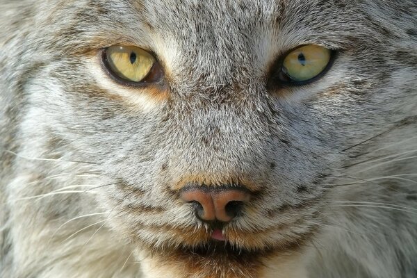 Retrato macro de un lince gris