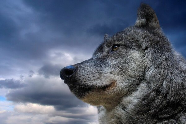 La mirada de un lobo en la distancia contra el cielo