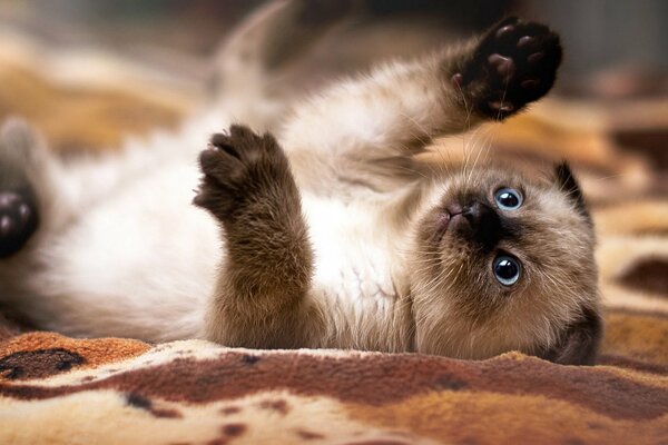 A Siamese kitten with blue eyes lies on a blanket