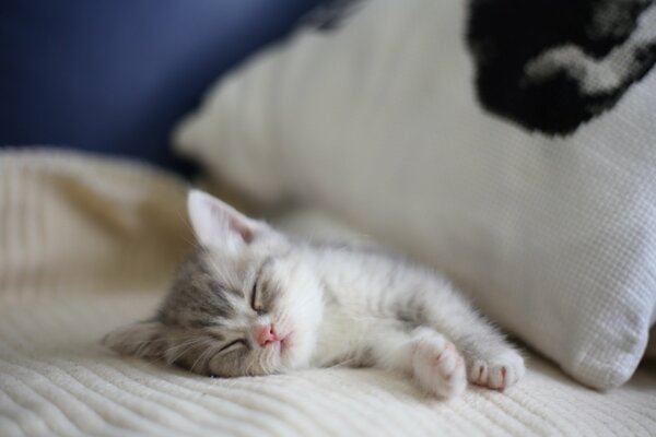 Gatito durmiendo en una cama acogedora