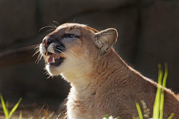 Er beschloss, Miau zu sagen