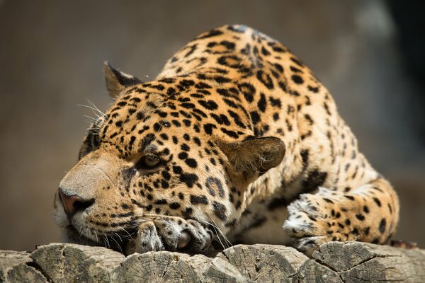 Jaguar repose au soleil sur les rochers