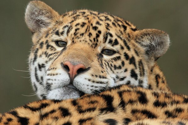Jaguar relaksuje się na łonie natury