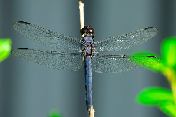 Dragonfly in macro photography on a tree branch