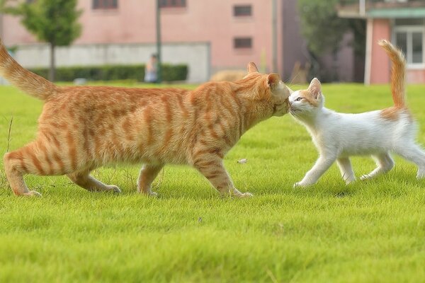 Rothaarige Katze trifft ein weißes Kätzchen