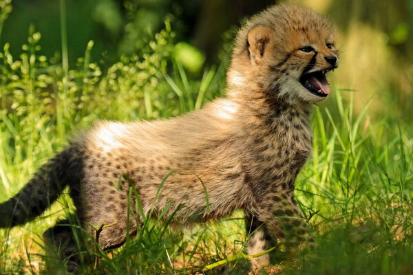 Baby Cheetah in the grass calling mom