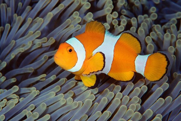 Fotos de peces payaso en algas