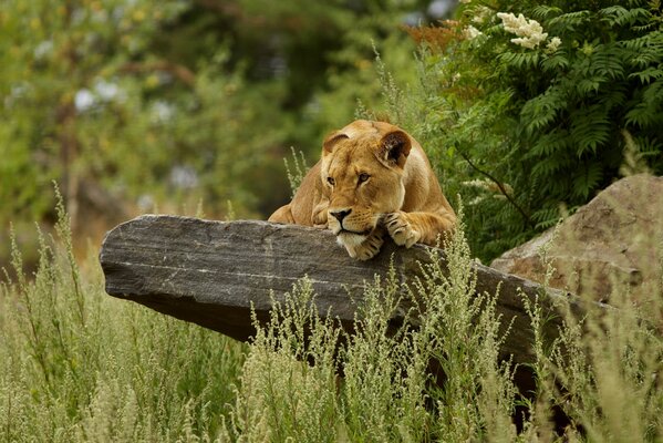 Lioness on a rock among the grass