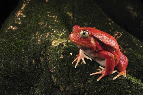 Red frog on the moss in the forest