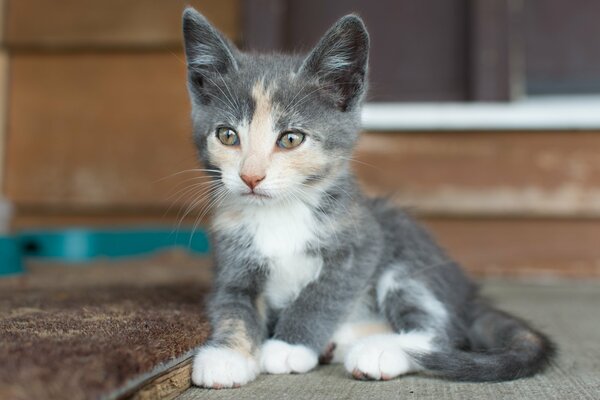 The muzzle of a small kitten look