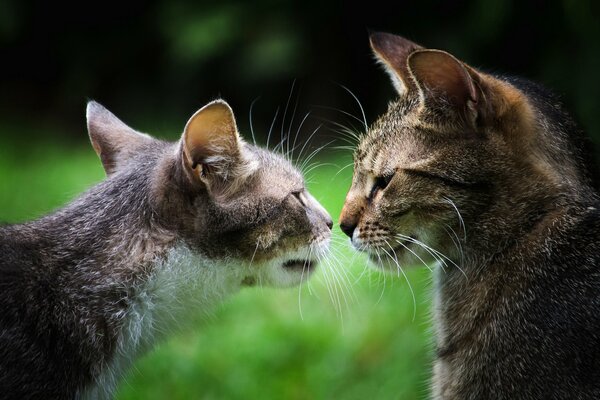 Gatos grises en el bosque verde