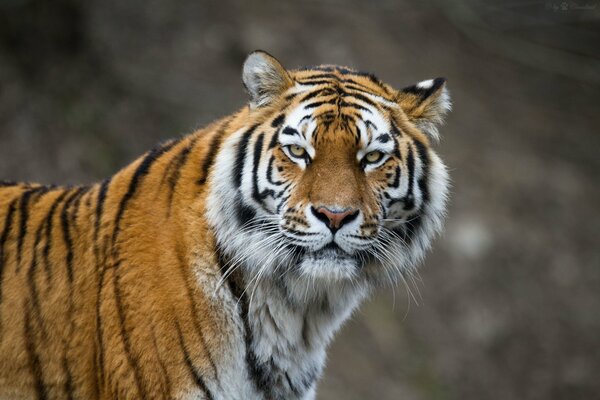 Фотография амурского тигра, который смотрит прямо в камеру