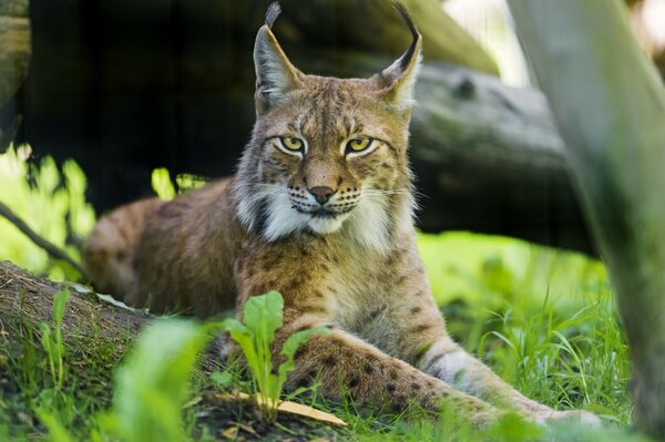 Foto di una bella lince nell erba