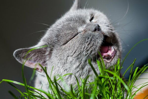 Grey cat eats grass