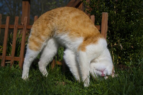 Ginger cat in nature