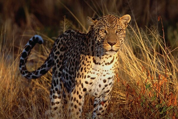 Leopard in the wild