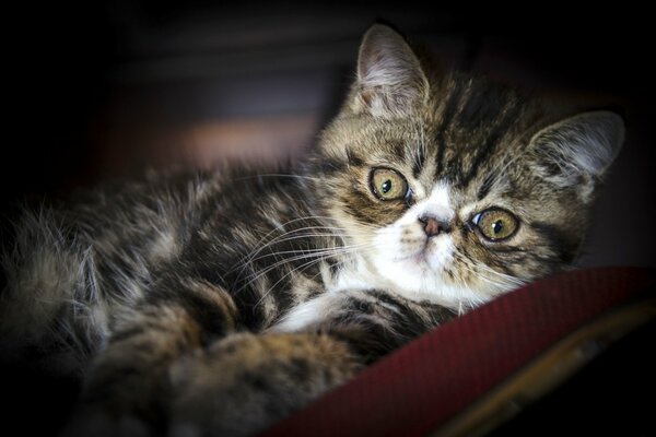 An exotic cat is lying on a litter