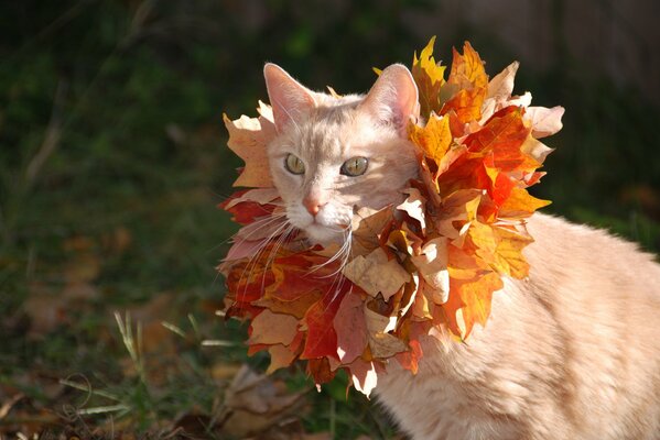 Czerwony kot w jesiennych liściach