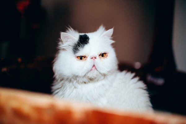 A white cat with a flattened muzzle