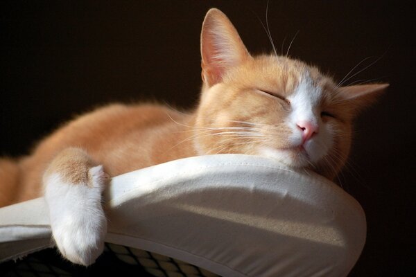 Sleeping ginger cat on the ironing board