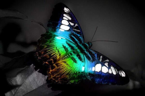 Una mariposa tricolor se sienta en una hoja gris
