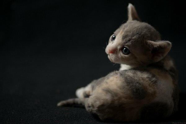 Pequeño gatito con una mirada triste