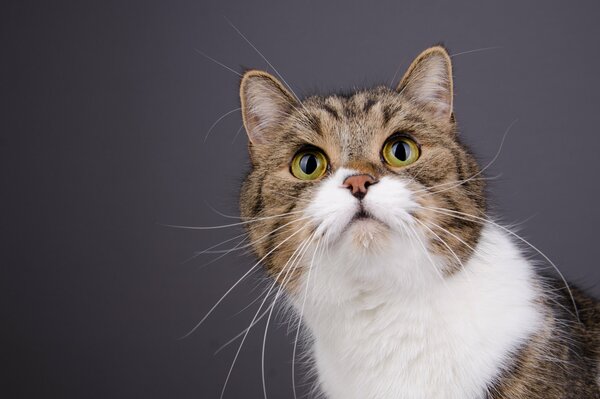 Retrato de un gato. La mirada, el hocico