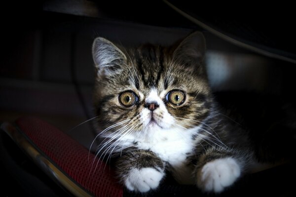 Chat mignon avec des yeux obliques