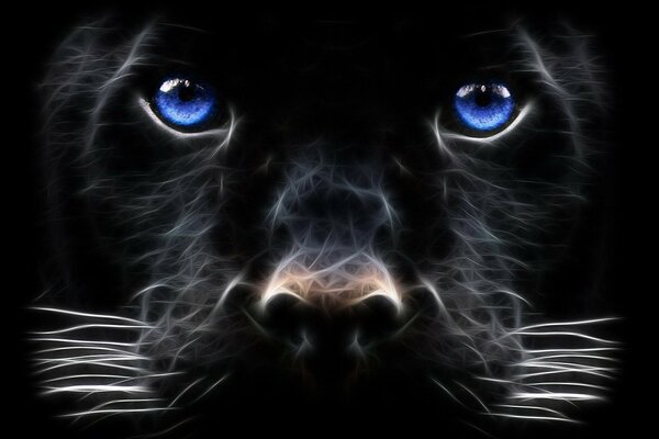 Der Blick der blauen Augen des schwarzen Panthers
