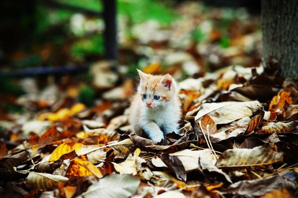 Kitten playing with autumn foliage