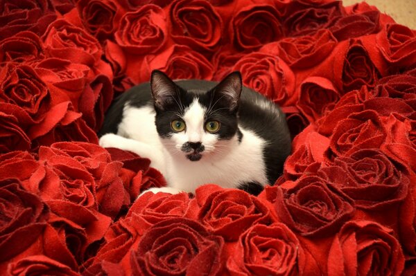 Funny mustachioed cat in a bouquet of scarlet roses