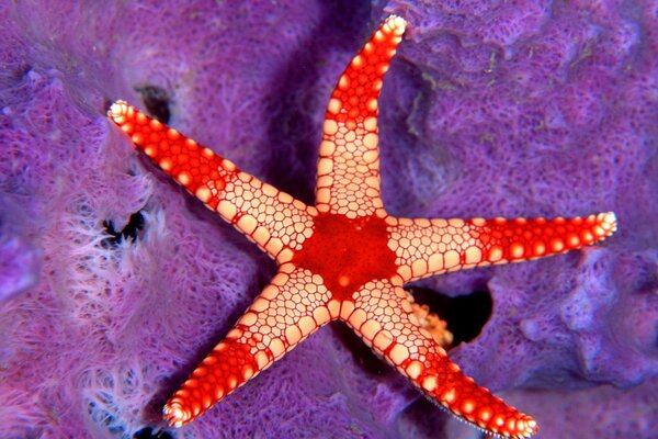 Étoile de mer brillante sur le corail