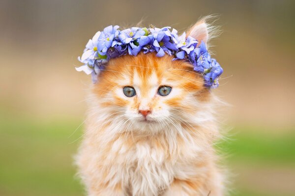 Fluffy wreath of flowers on a red kitten