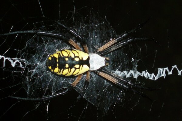 Foto estética de la araña amarilla