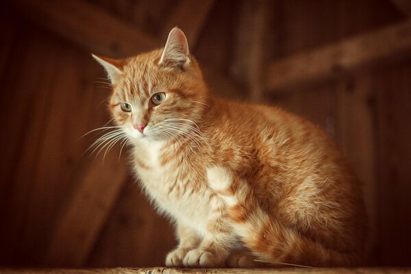 Gato pelirrojo con bigote sentado