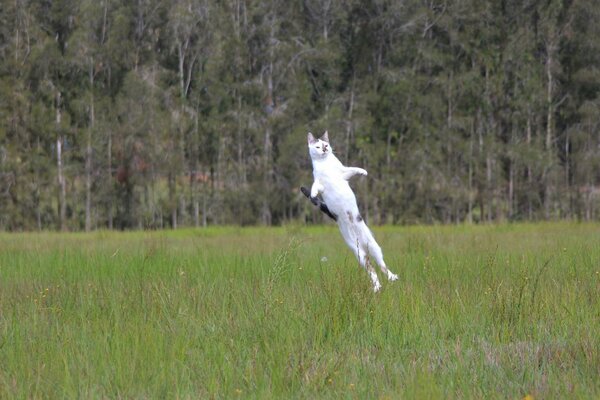 Salto del gatto bianco nel campo