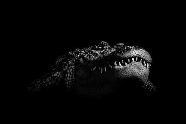 Black and white image of a crocodile