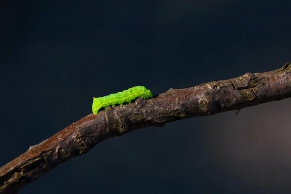 Zielona gąsienica pełzająca po gałęzi