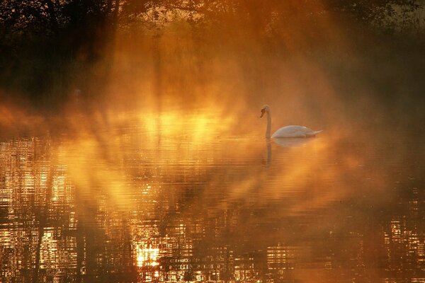 Cigno nella nebbia al tramonto sul lago