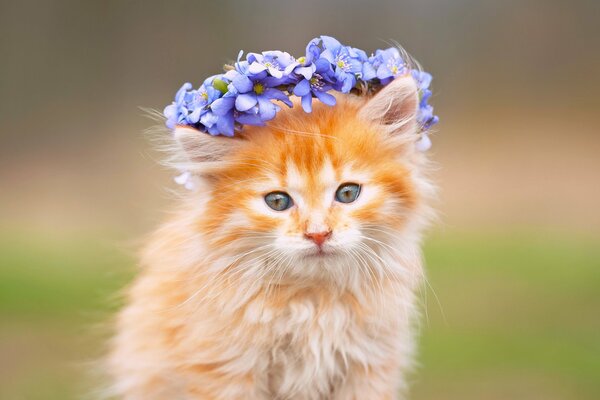 Blumenkranz auf einem flauschigen Maulkorb