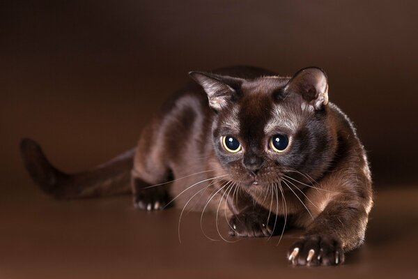 La mirada del gato Burman de color chocolate expresa interés