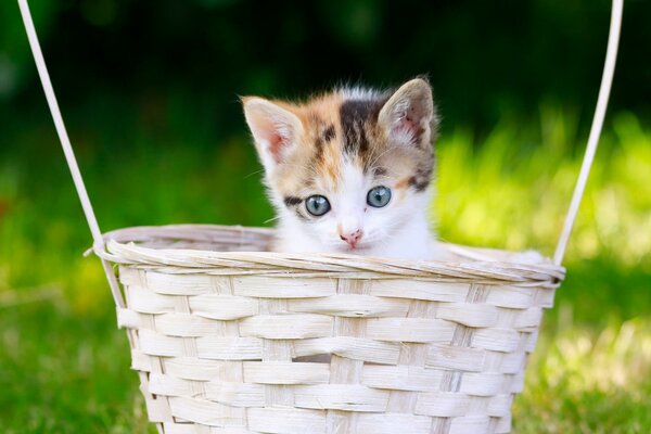 A small kitten in a basket looks out