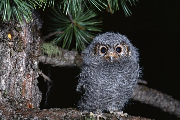 Poussin hibou dans la forêt de nuit