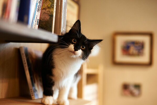 Curious look of a black and white cat