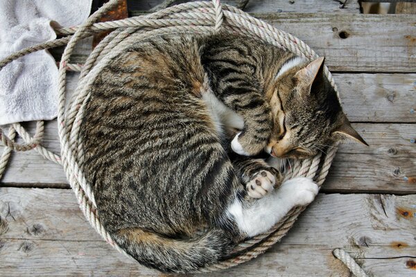 The cat has found a place where you can sleep lying on a rope