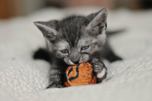 Chaton gris rongeant la balle