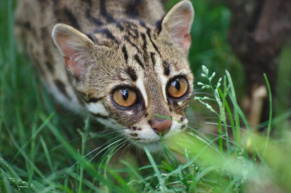 An Ocelot cat with a predatory look